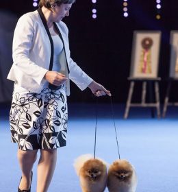 На Чемпионате Мира в Хельсинки (World Dogs Show 2014)