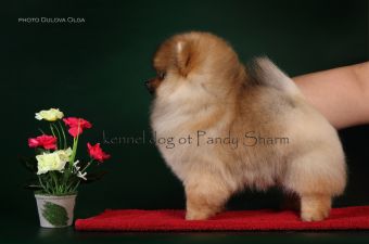Сашелли от Панды Шарм красивый щенок породы померанский шпиц