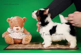 Хэйси-Квин от Панды Шарм бивер йорк щенок